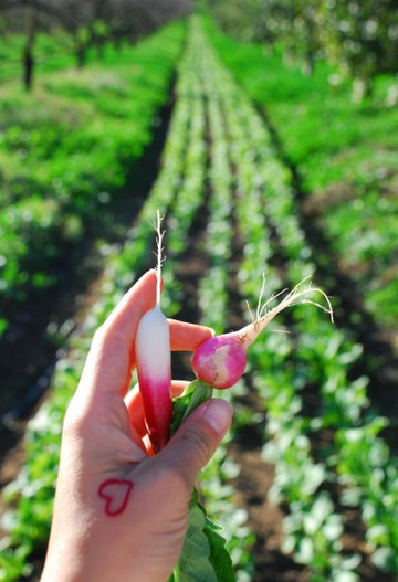 Fairview Gardens-戈利塔必去景点