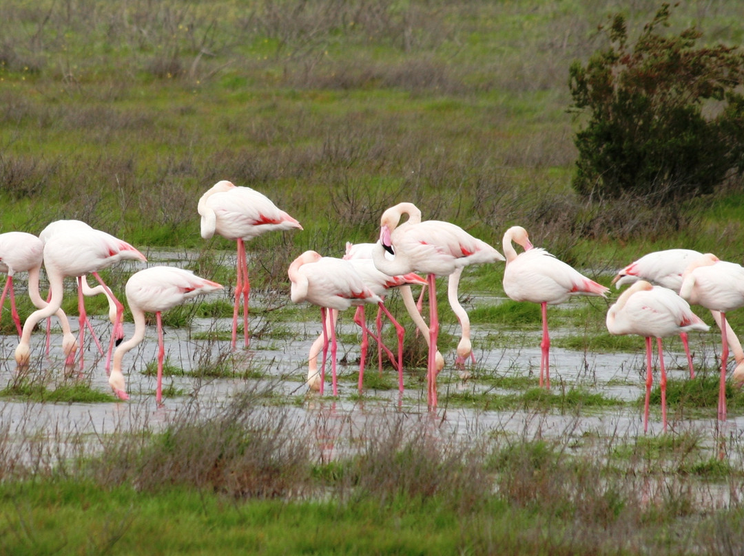 Laguna de Fuente Piedra景点图片