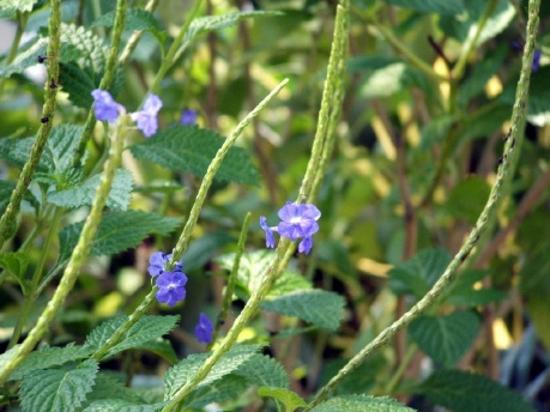 Audubon House & Tropical Gardens-基韦斯特必去景点