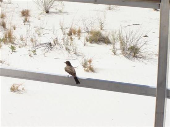 White Sands National Park-阿拉莫戈多必去景点