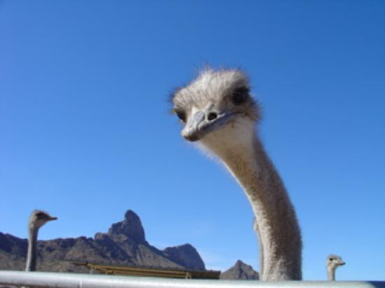 Rooster Cogburn Ostrich Ranch-Picacho必去景点