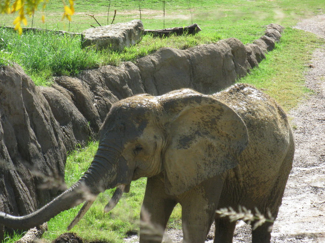 达拉斯动物园-达拉斯必去景点
