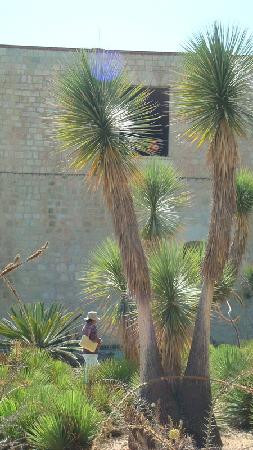 Jardin Etnobotanico de Oaxaca-瓦哈卡必去景点