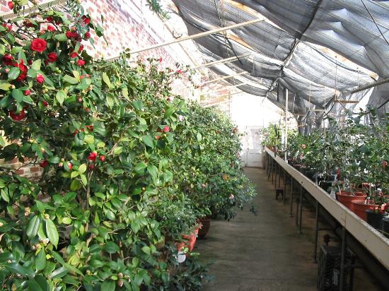 Lyman Estate Greenhouses-沃尔瑟姆必去景点