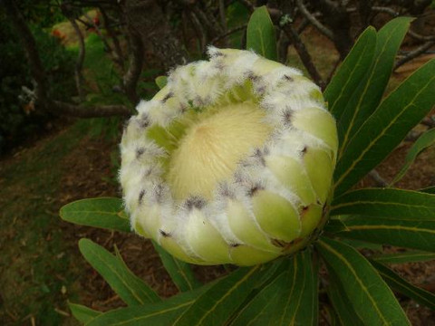 Sunrise Protea Farm-库拉必去景点