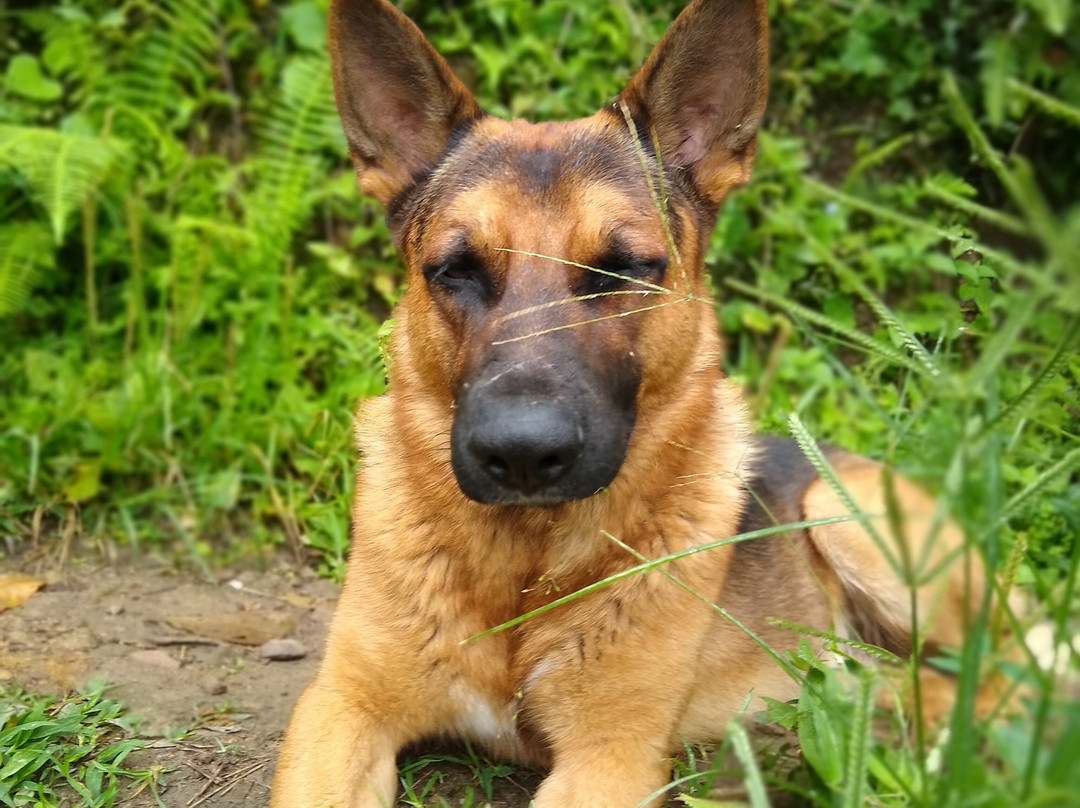 Ceiba de la Libertad-Gigante必去景点
