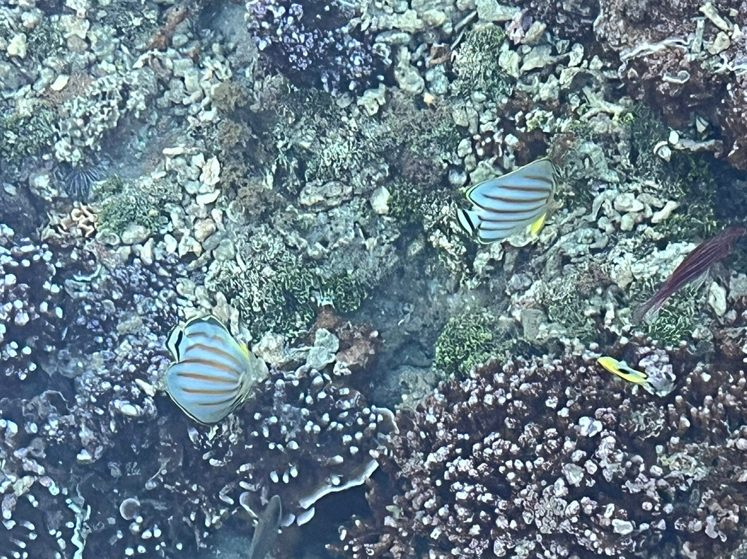 Pension Reva Teahupoo主图