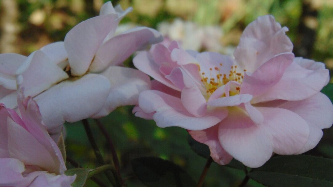 Albergue Frau Maria Egg主图