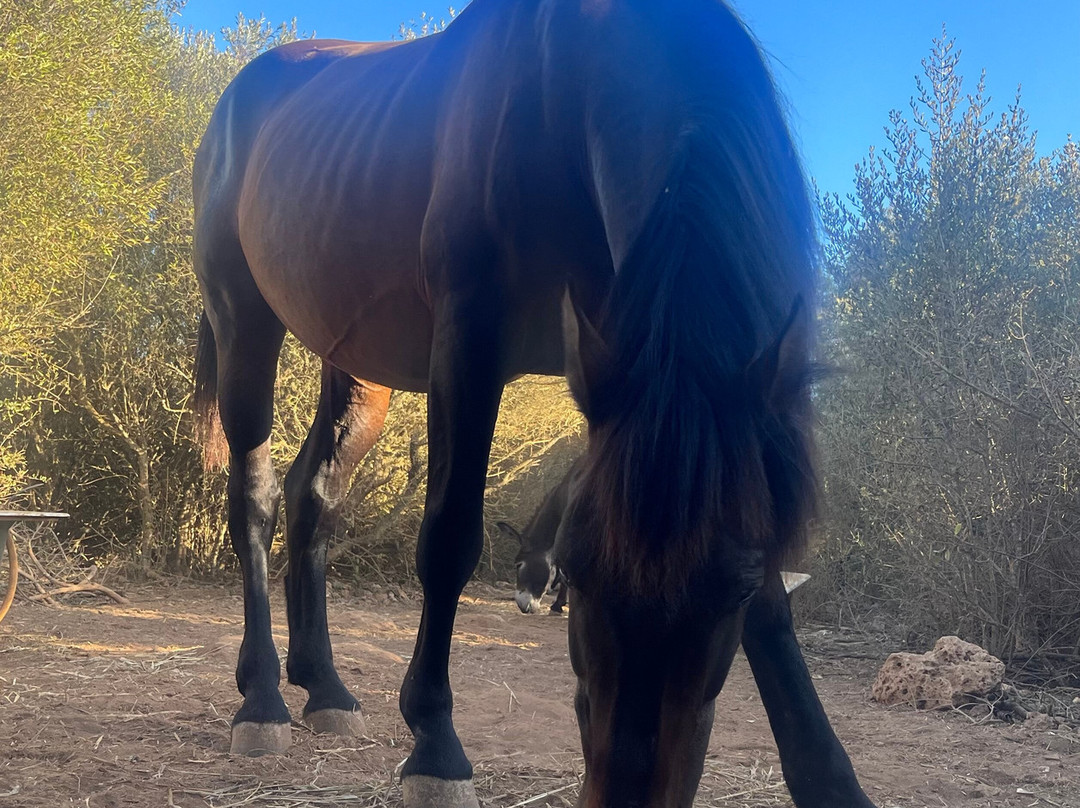 Trebaluger Equine Rescue Centre景点图片