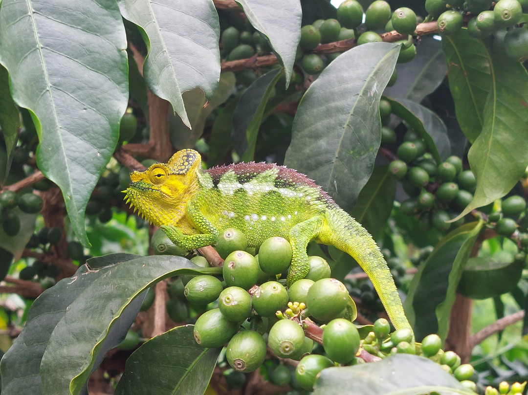 Thomas Coffee Plantation Tours-Sipi必去景点