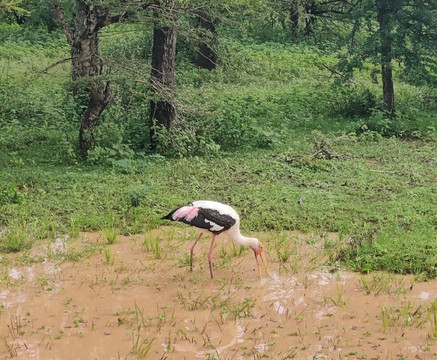 Manu Yala Safari Tour-蒂瑟默哈拉默必去景点