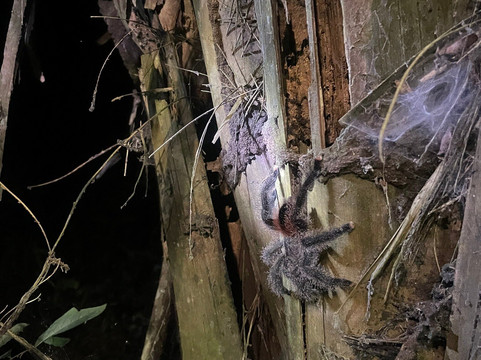 Lupuna jungle tours-伊基托斯必去景点