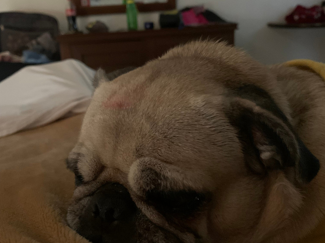 Best Western Plus San Jorge主图