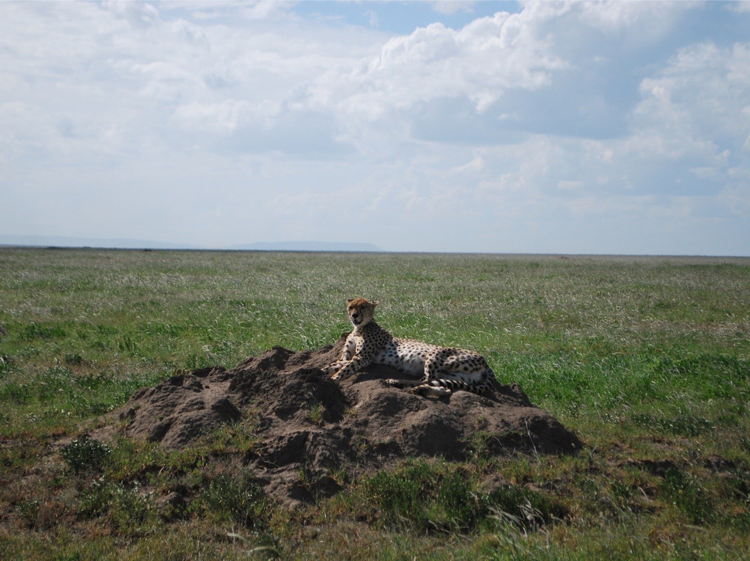A TO ZEBRA EXPERIENCE-阿鲁沙必去景点