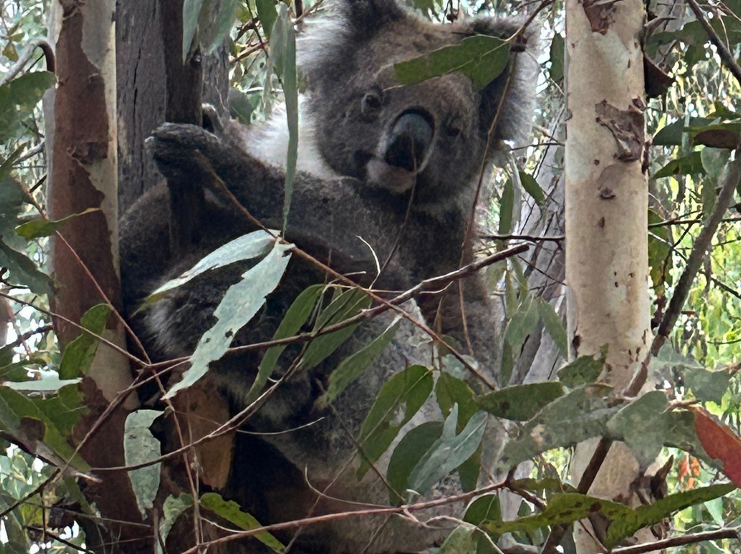 Hanson Bay Wildlife Sanctuary-Hanson Bay必去景点