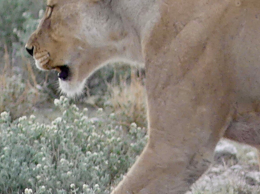 Safari In Etosha national park with yavola tours, Namibia-Okaukuejo必去景点