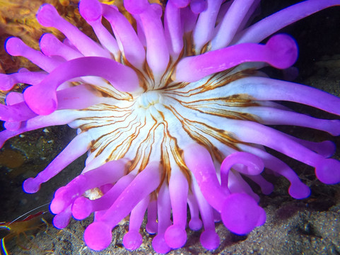 Leagues Ahead Diving-英国人海滩必去景点