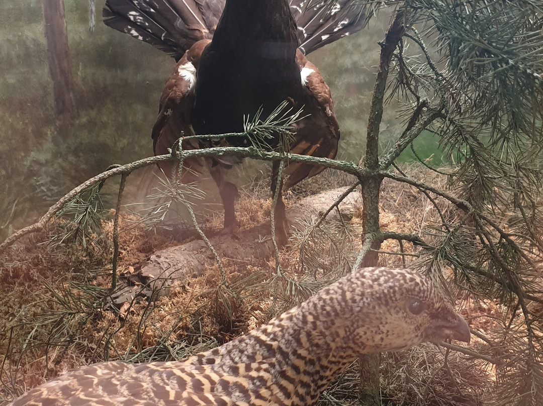 Kauno Tado Ivanausko Zoologijas Muziejus-考那斯必去景点