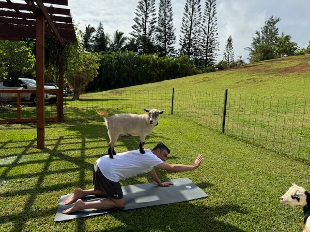 808 Goat Yoga景点图片