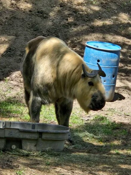 ZooMontana-比灵斯必去景点