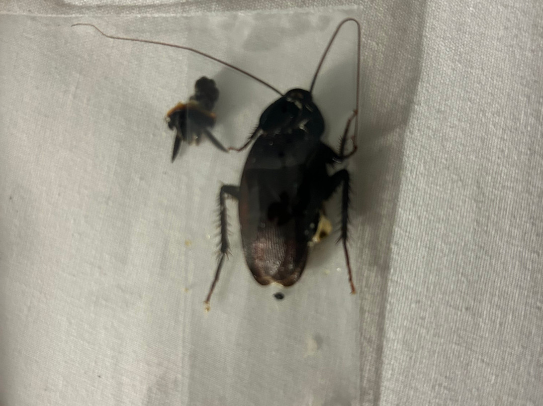 Red Roof Inn & Suites Jacksonville Nc主图