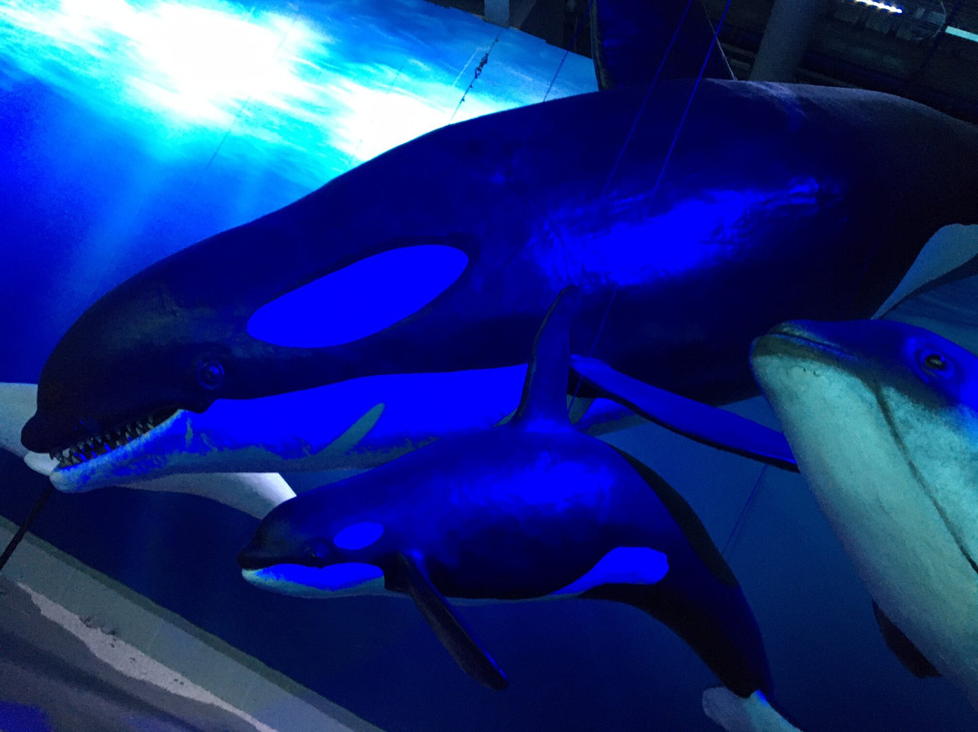 冰岛之鲸-雷克雅未克必去景点