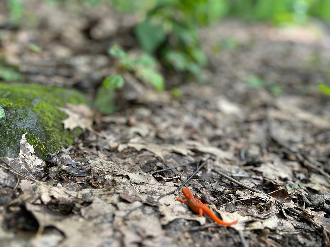 Berkshire Camino Guided Hikes-皮茨菲尔德必去景点