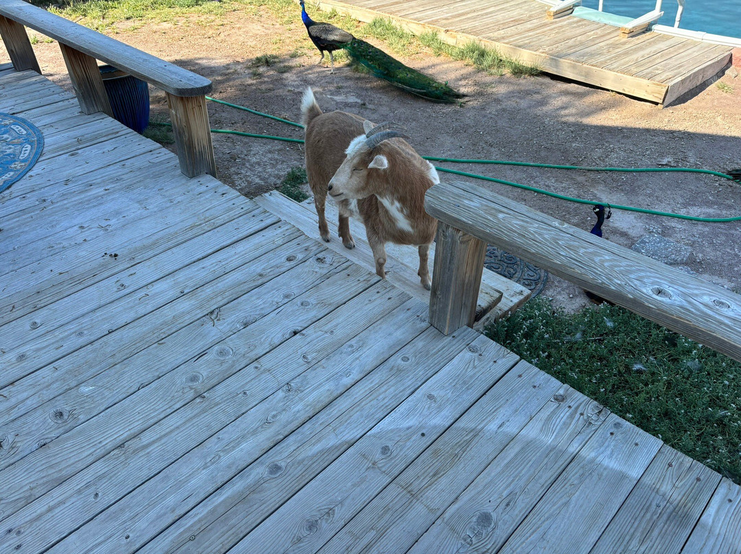 Shady Lady Bed and Breakfast主图