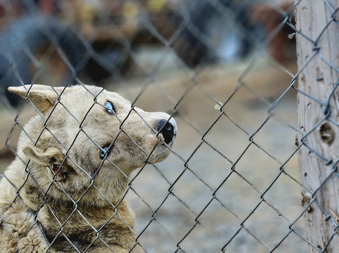 Discover Svalbard-朗伊尔城必去景点