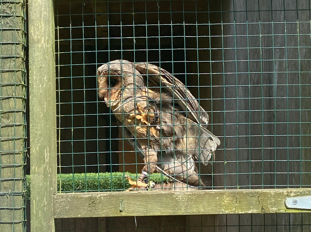 Swinton Park Birds of Prey景点图片