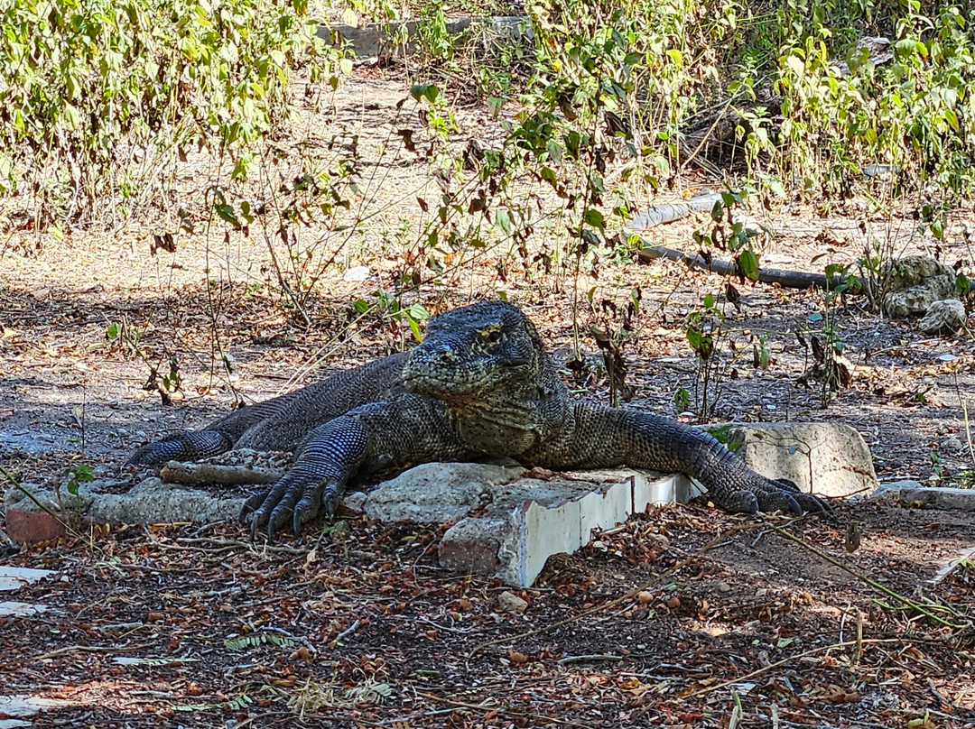 Best Komodo Tour