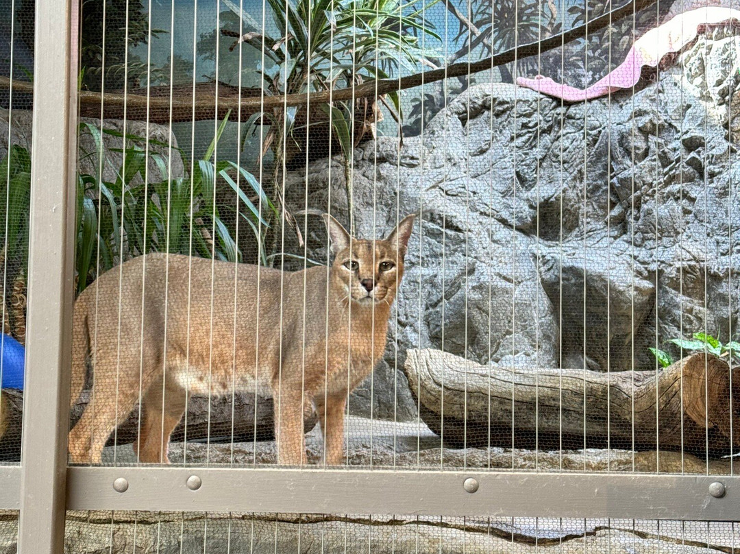 Erie Zoo-伊利必去景点