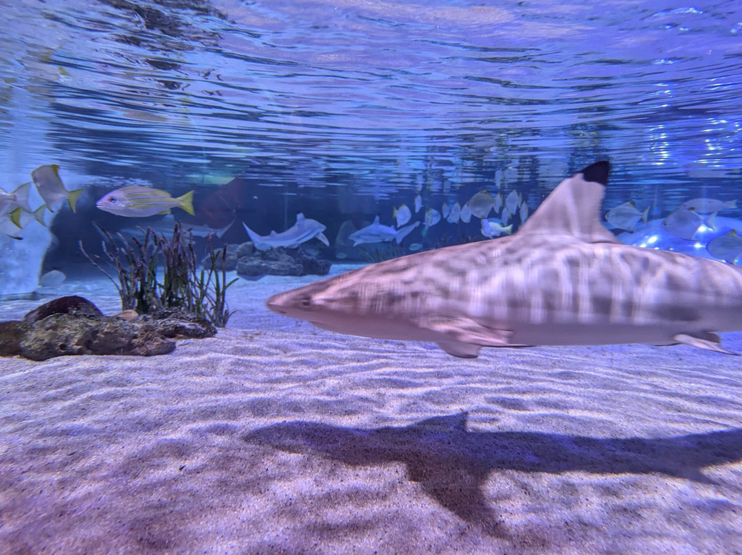 SEA LIFE Oberhausen景点图片