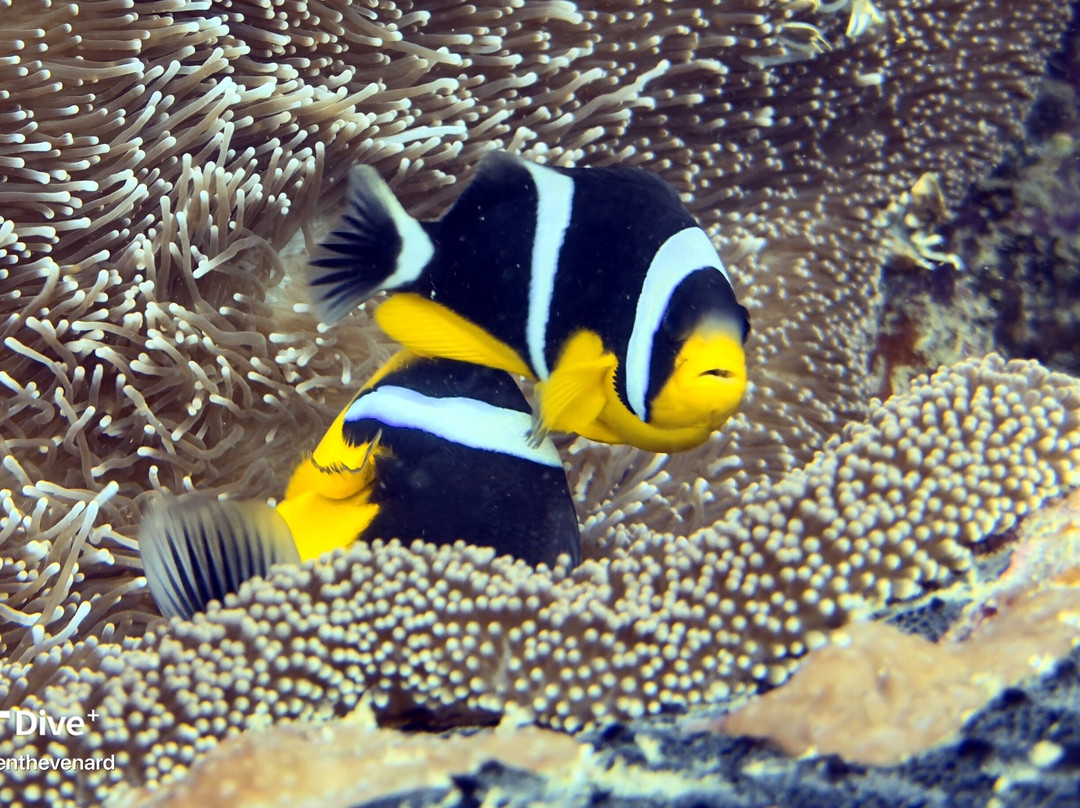 Trek Divers Seychelles-维多利亚必去景点