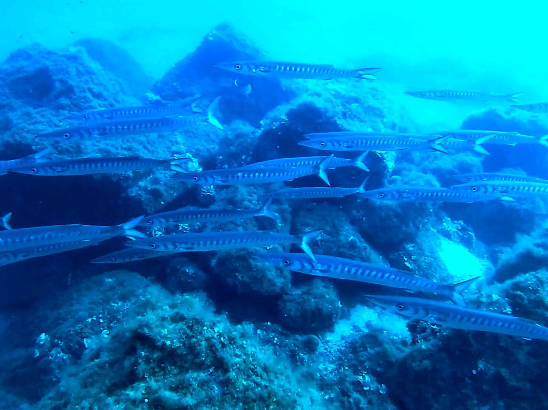 Capraia Diving Club-Capraia Isola必去景点