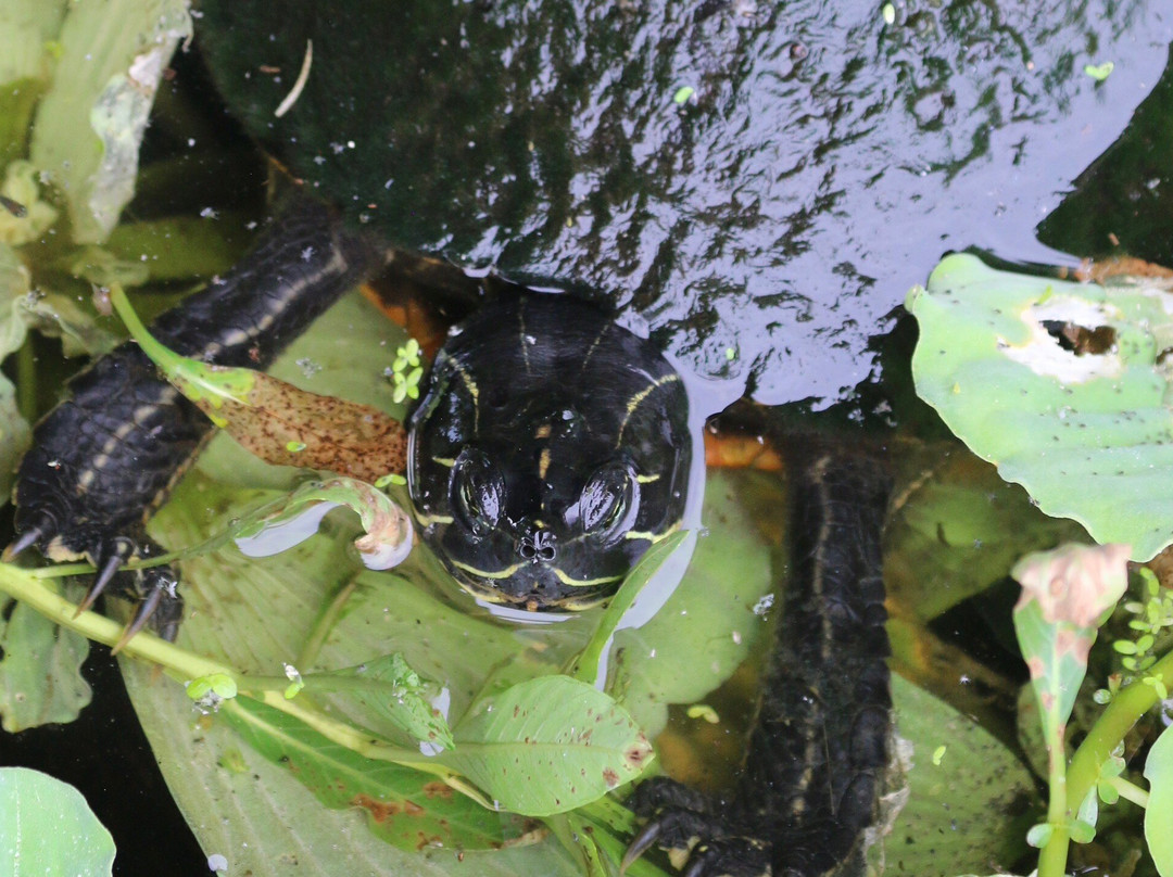 Sawgrass Lake Park-圣彼德斯堡必去景点