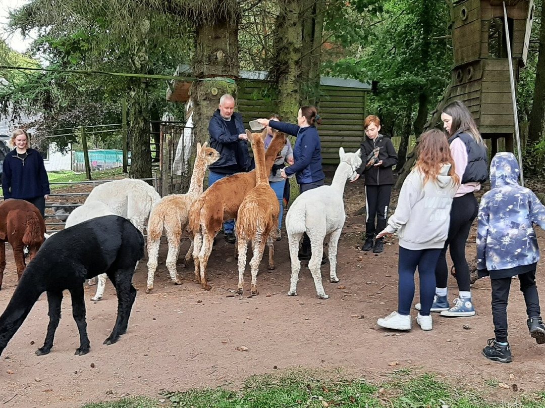 David’s Hill Alpacas-Arbroath必去景点