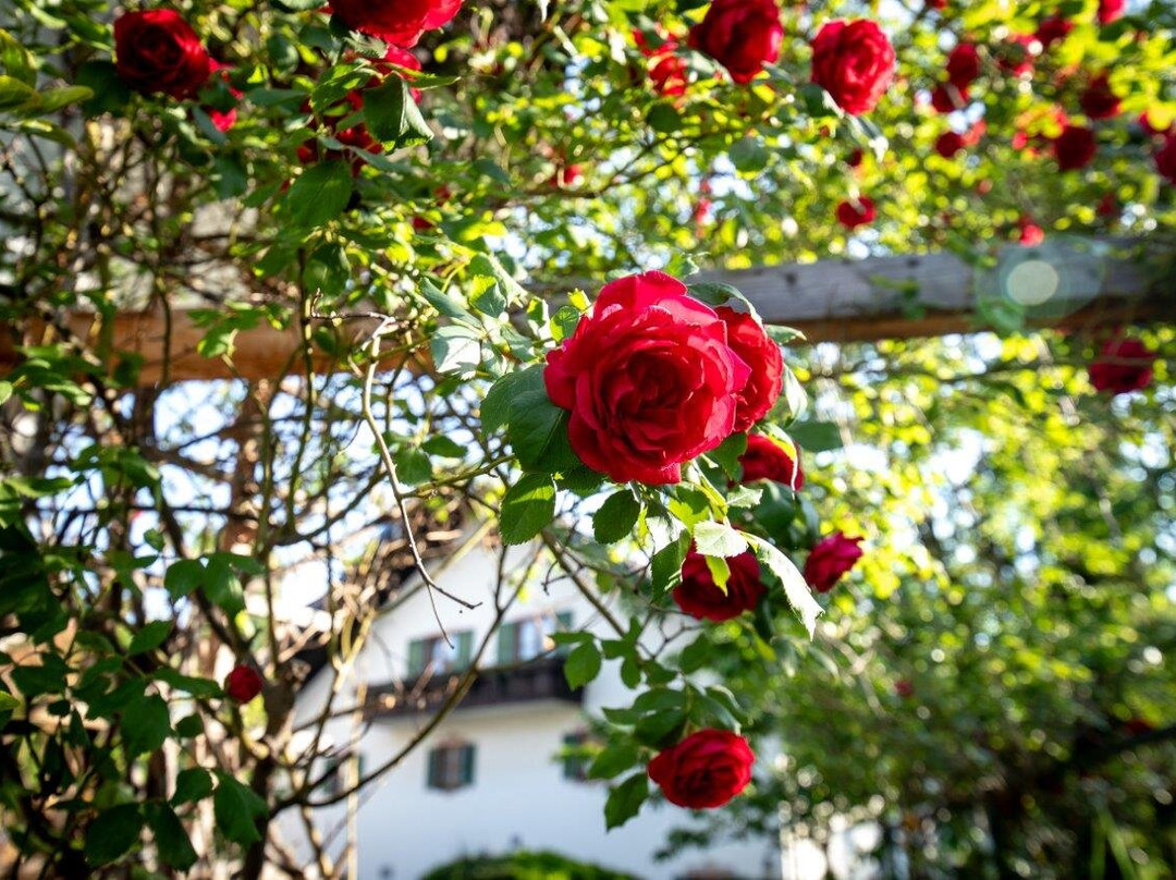 赫尔姆霍夫弗鲁斯图克斯旅馆主图