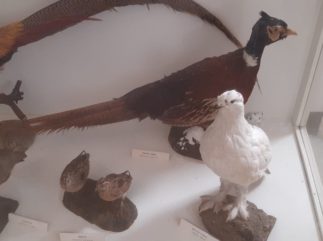 Museo di Storia della Mezzadria Sergio Anselmi-塞尼加利亚必去景点