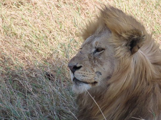 Sunny Safaris-阿鲁沙必去景点