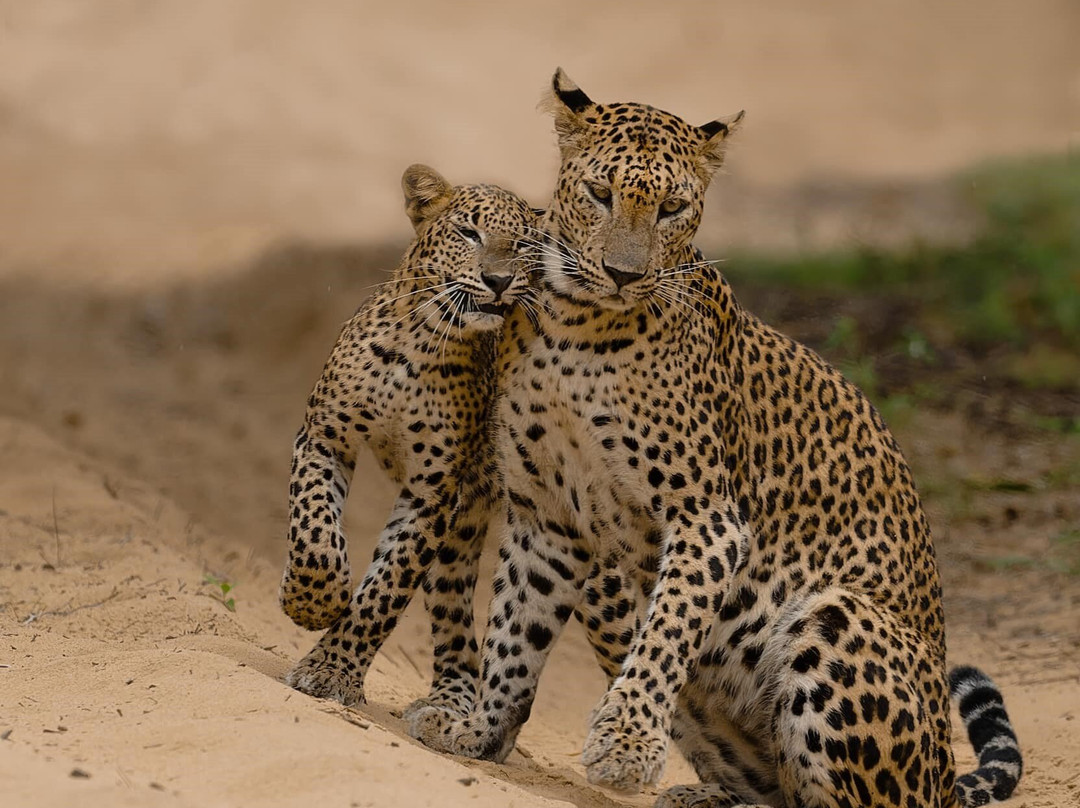 Yala Tiger Safari Sri Lanka