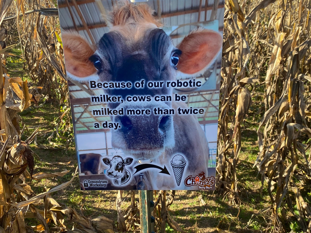 Chaney's Dairy Barn-鲍灵格林必去景点