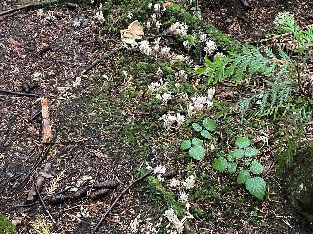 Bridle Trails State Park-柯克兰必去景点