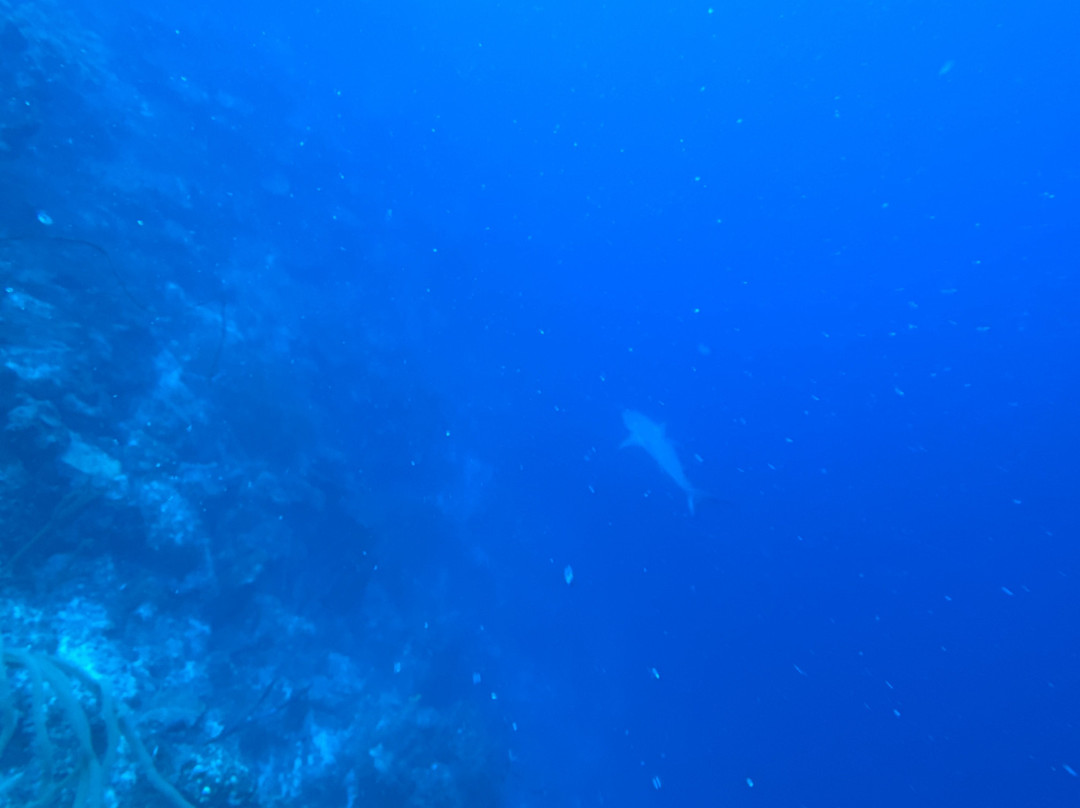 Blue Water Divers-Cockburn Town必去景点