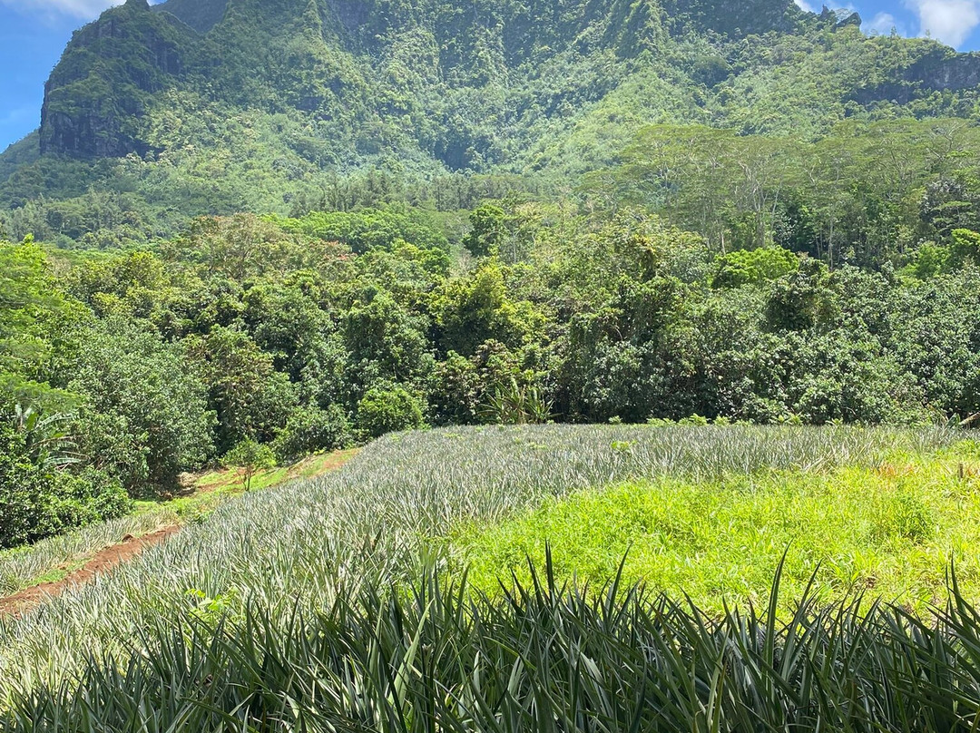 Vallée D'opuhonu (pineapple Fields)-帕佩托艾必去景点