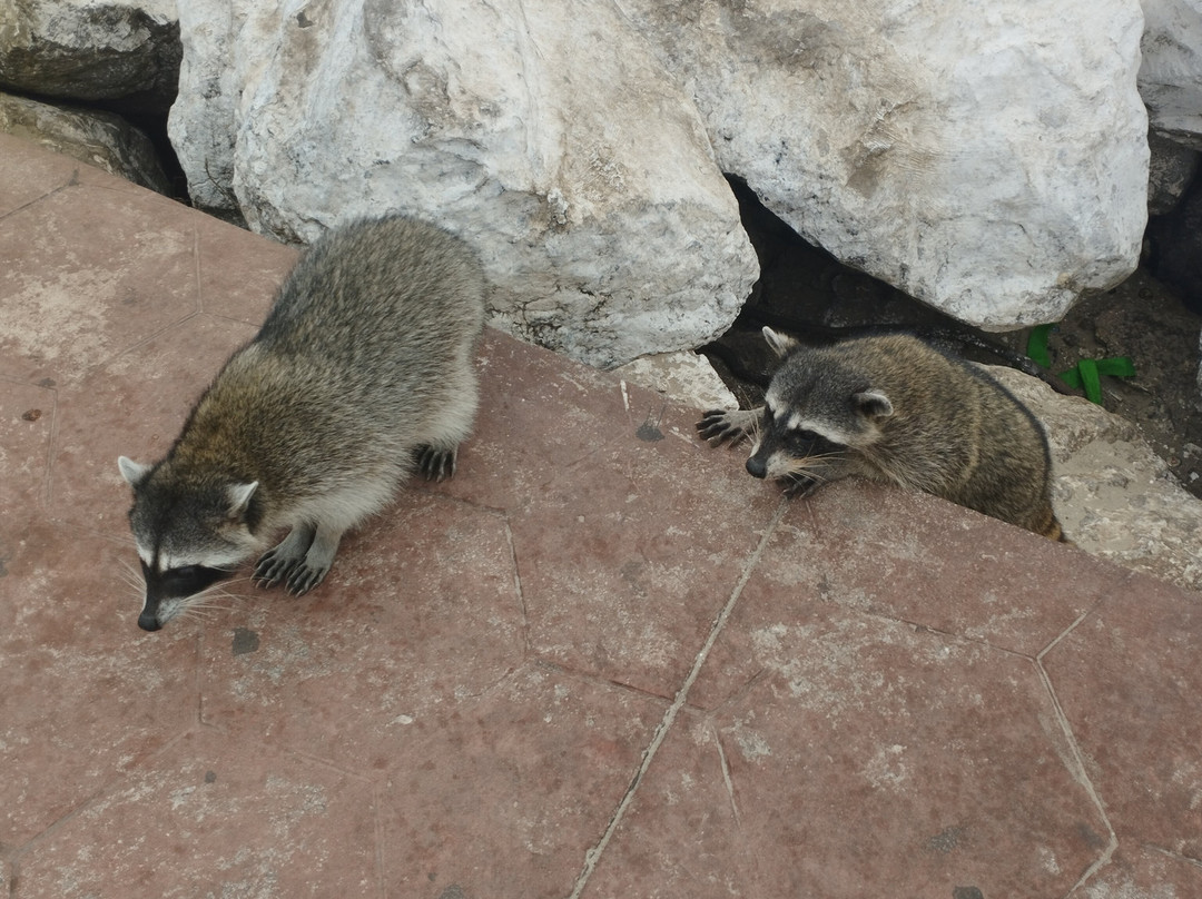 Las Escolleras-坦皮科必去景点