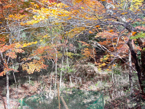 睿山电车红叶隧道-京都市必去景点