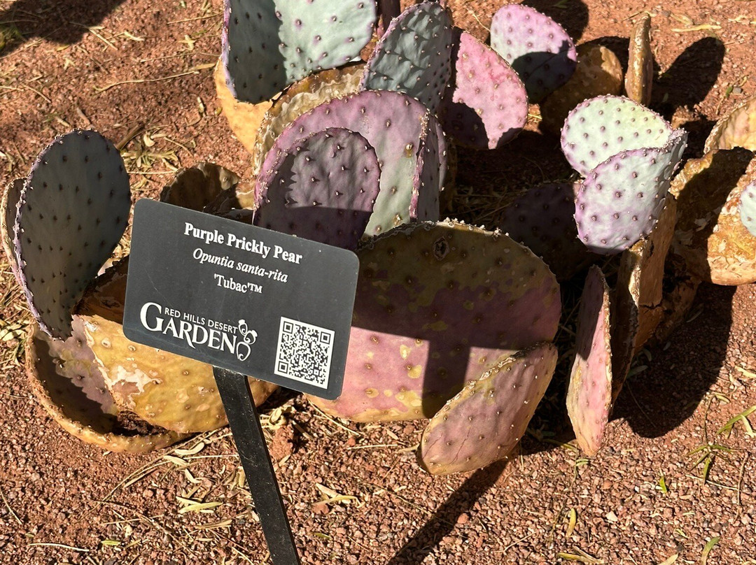 Red Hills Desert Garden-圣乔治必去景点