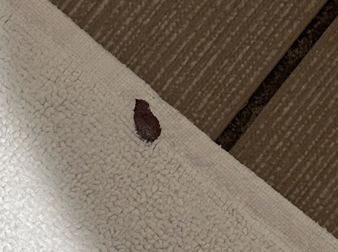 Comfort Inn & Suites Pinetop Show Low主图