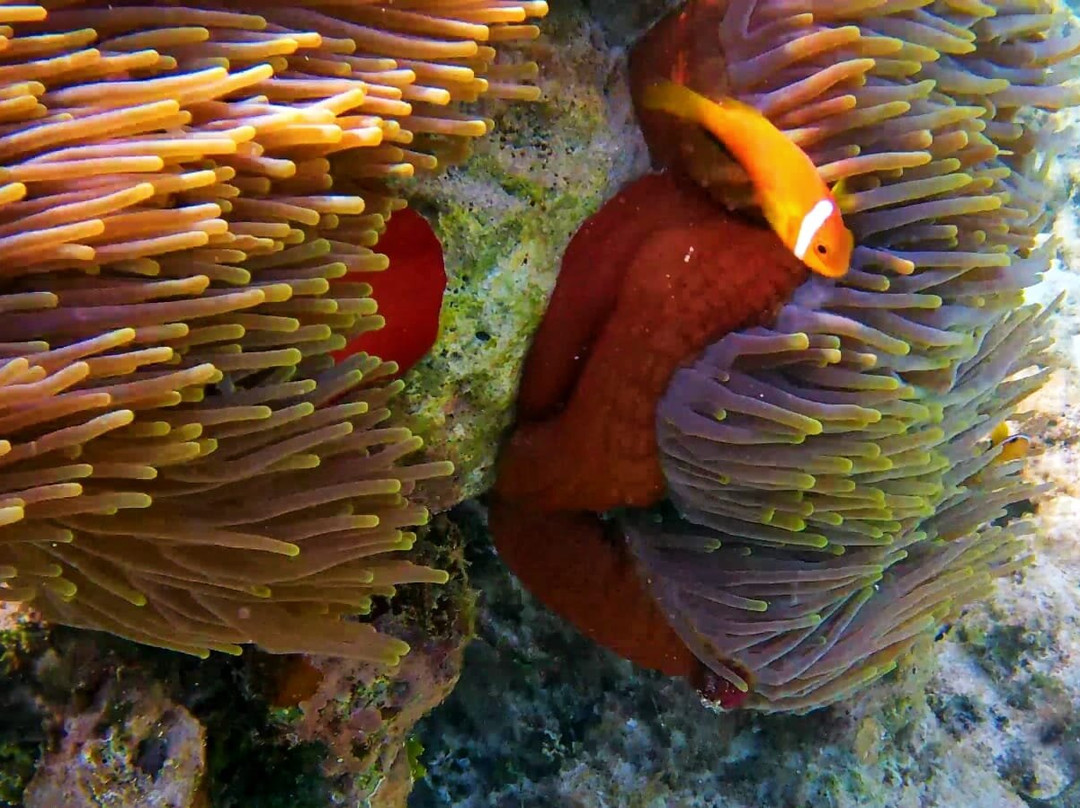 Omadhoo Coral View Inn主图